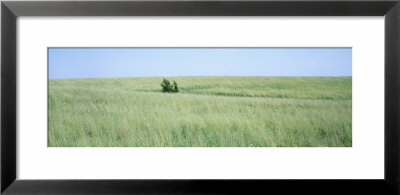 Grass On A Field, Prairie Grass, Iowa, Usa by Panoramic Images Pricing Limited Edition Print image
