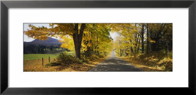 Trees On Both Sides Of A Road, Danby, Vermont, Usa by Panoramic Images Pricing Limited Edition Print image