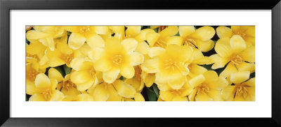 Close-Up Of Yellow Tulips by Panoramic Images Pricing Limited Edition Print image
