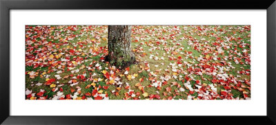 Leaves, Fallen by Panoramic Images Pricing Limited Edition Print image