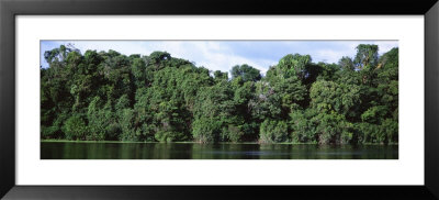 Amazon Rain Forest, Anavilhanas, Brazil by Panoramic Images Pricing Limited Edition Print image