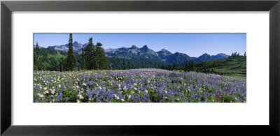 Wildflowers On A Landscape, Tatoosh Range, Mt. Rainier National Park, Washington State, Usa by Panoramic Images Pricing Limited Edition Print image