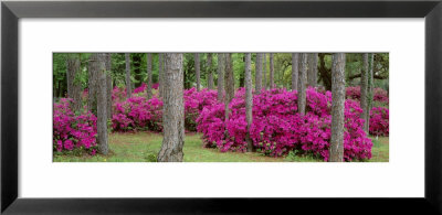 Azaleas Crawfordville, Florida, Usa by Panoramic Images Pricing Limited Edition Print image