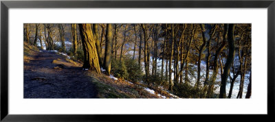 Walkway Passing Through The Forest, Bridgestone Walk, North Yorkshire, England, United Kingdom by Panoramic Images Pricing Limited Edition Print image