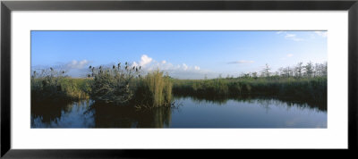 View Of Weeds Growing In A Swamp, Everglades National Park, Florida, Usa by Panoramic Images Pricing Limited Edition Print image