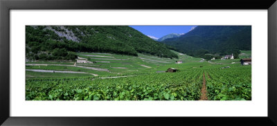 High Angle View Of A Vineyard, Valais, Switzerland by Panoramic Images Pricing Limited Edition Print image