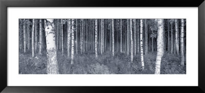 Birch Trees In A Forest, Finland by Panoramic Images Pricing Limited Edition Print image
