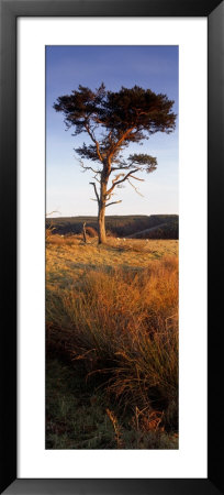 Tree On A Landscape, Golden Hour, Helwath Plantation, Scarborough, North Yorkshire, England, Uk by Panoramic Images Pricing Limited Edition Print image