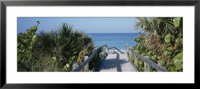 Plants On Both Sides Of A Boardwalk, Caspersen Beach, Venice, Florida, Usa by Panoramic Images Pricing Limited Edition Print image