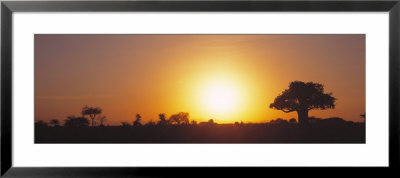 Sunset, Tarangire, Tanzania, Africa by Panoramic Images Pricing Limited Edition Print image