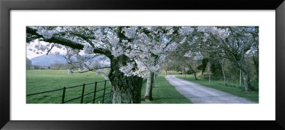 Cherry Trees And Path, Killaney, Ireland by Panoramic Images Pricing Limited Edition Print image