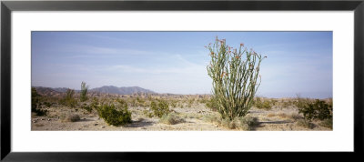 Plants In The Desert, Anza Borrego State Park, California, Usa by Panoramic Images Pricing Limited Edition Print image