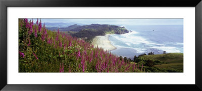 Foxgloves At Cascade Head, Tillamook County, Oregon, Usa by Panoramic Images Pricing Limited Edition Print image