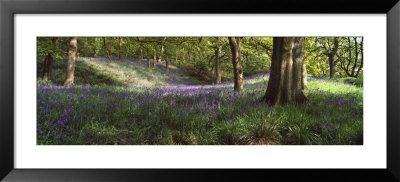 Bluebells In A Forest, Newton Wood, Texas, Usa by Panoramic Images Pricing Limited Edition Print image