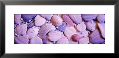 Close-Up Of Sea Shells by Panoramic Images Pricing Limited Edition Print image