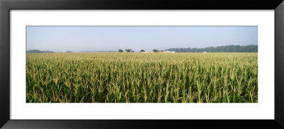 Cornfield, Maryland, Usa by Panoramic Images Pricing Limited Edition Print image