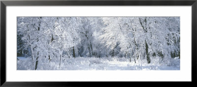 Winter, Forest, Yosemite National Park, California, Usa by Panoramic Images Pricing Limited Edition Print image