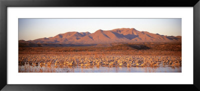 Sandhill Crane, Bosque Del Apache, New Mexico, Usa by Panoramic Images Pricing Limited Edition Print image