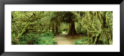 Path Hoh Rain Forest, Olympic National Park, Washington State, Usa by Panoramic Images Pricing Limited Edition Print image