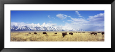 Bison Herd, Grand Teton National Park, Wyoming, Usa by Panoramic Images Pricing Limited Edition Print image