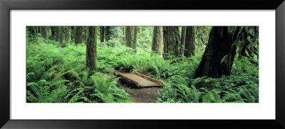 Footbridge, Rockport State Park, Washington State, Usa by Panoramic Images Pricing Limited Edition Print image