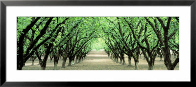 Hazel Nut Orchard, Dayton, Oregon, Usa by Panoramic Images Pricing Limited Edition Print image