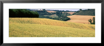 Rolling Hills Of Wheat, Tuscany, Italy by Panoramic Images Pricing Limited Edition Print image