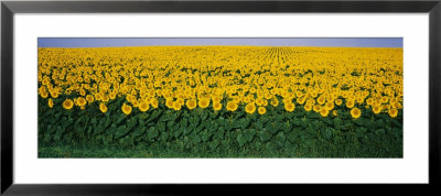 Sunflower Field, Maryland, Usa by Panoramic Images Pricing Limited Edition Print image
