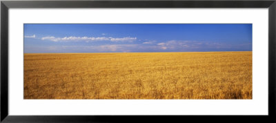 Wheat, Weld County, Colorado, Usa by Panoramic Images Pricing Limited Edition Print image