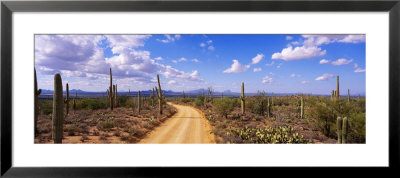 Road, Saguaro National Park, Arizona, Usa by Panoramic Images Pricing Limited Edition Print image