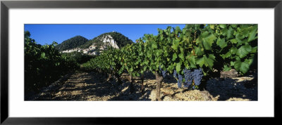 Cote Du Rhone Vineyard, Provence, France by Panoramic Images Pricing Limited Edition Print image