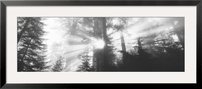 Road, Redwoods Park, California, Usa by Panoramic Images Pricing Limited Edition Print image