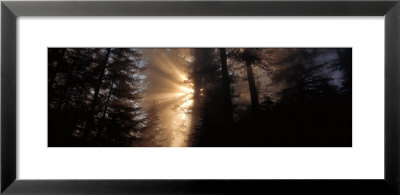 God Rays, Redwoods National Park, Ca by Panoramic Images Pricing Limited Edition Print image