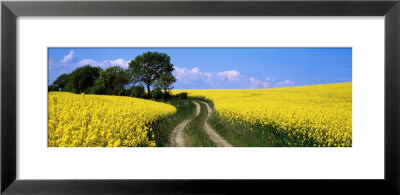 Canola, Farm, Yellow Flowers, Germany by Panoramic Images Pricing Limited Edition Print image