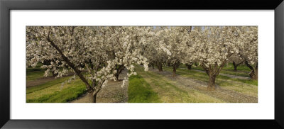 Almond Trees In A Row, Sacramento, California, Usa by Panoramic Images Pricing Limited Edition Print image