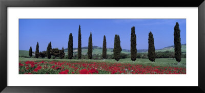 Field Of Poppies And Cypresses In A Row, Tuscany, Italy by Panoramic Images Pricing Limited Edition Print image