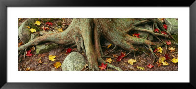 Close-Up Of Tree Roots, Sleeping Bear Dunes National Lakeshore, Michigan, Usa by Panoramic Images Pricing Limited Edition Print image