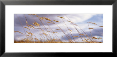 Wheat Stalks Blowing, Crops, Field, Open Space by Panoramic Images Pricing Limited Edition Print image