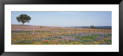 Texas Bluebonnets And Indian Paintbrushes In A Field, Texas Hill Country, Texas, Usa by Panoramic Images Pricing Limited Edition Print image