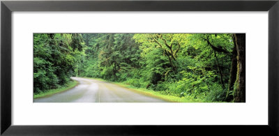 Road, Rockport State Park, Washington State, Usa by Panoramic Images Pricing Limited Edition Print image
