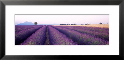 Lavender Field, Plateau De Valensole, France by Panoramic Images Pricing Limited Edition Print image