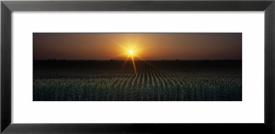 Sunrise, Crops, Farm, Sacramento, California, Usa by Panoramic Images Pricing Limited Edition Print image
