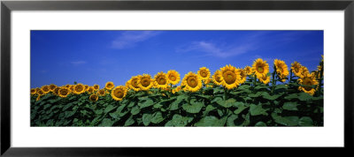 Field Of Sunflowers, Bogue, Kansas, Usa by Panoramic Images Pricing Limited Edition Print image