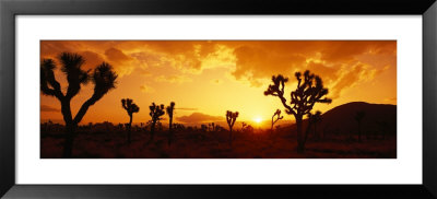Sunset, Joshua Tree Park, California, Usa by Panoramic Images Pricing Limited Edition Print image