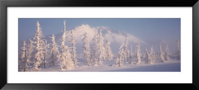 Snow Covered Landscape, Hoarfrost On Trees, Chugach Mountains, Alaska, Usa by Panoramic Images Pricing Limited Edition Print image