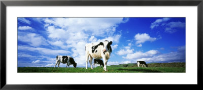 Cows In Field, Lake District, England, United Kingdom by Leigh Jordan Pricing Limited Edition Print image