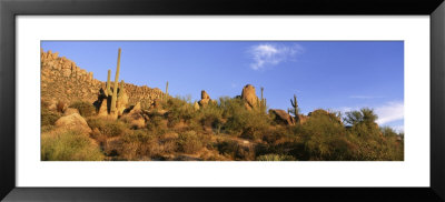 Saguaro Cactus, Sonoran Desert, Arizona, United States by Panoramic Images Pricing Limited Edition Print image