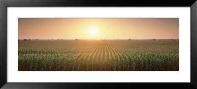 View Of The Corn Field During Sunrise, Sacramento County, California, Usa by Panoramic Images Pricing Limited Edition Print image
