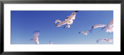Seagulls Flying Along Route A1a, Atlantic Ocean, Flagler Beach, Florida, Usa by Panoramic Images Pricing Limited Edition Print image