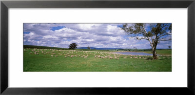 Sheep Grazing, New South Wales, United Kingdom, Australia by Panoramic Images Pricing Limited Edition Print image